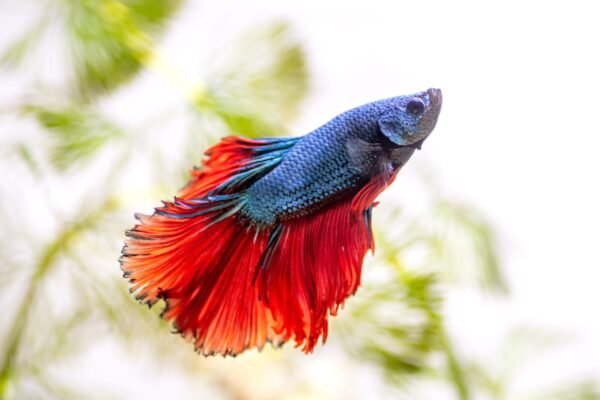 Betta (Siamese Fighting Fish)
