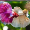 Betta (Siamese Fighting Fish) - Image 3