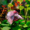 Betta (Siamese Fighting Fish) - Image 2