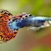 Guppy Fish - Image 3