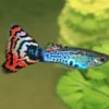 Guppy Fish - Image 2