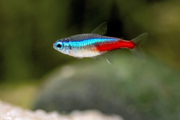 Neon Tetra Fish