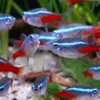 Neon Tetra Fish - Image 2