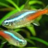 Neon Tetra Fish - Image 3