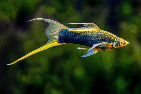 Swordtail Fish