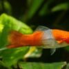 Swordtail Fish - Image 4