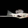 Swordtail Fish - Image 2