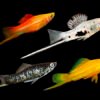 Swordtail Fish - Image 3