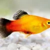 Platy Fish - Image 3