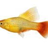 Platy Fish - Image 2