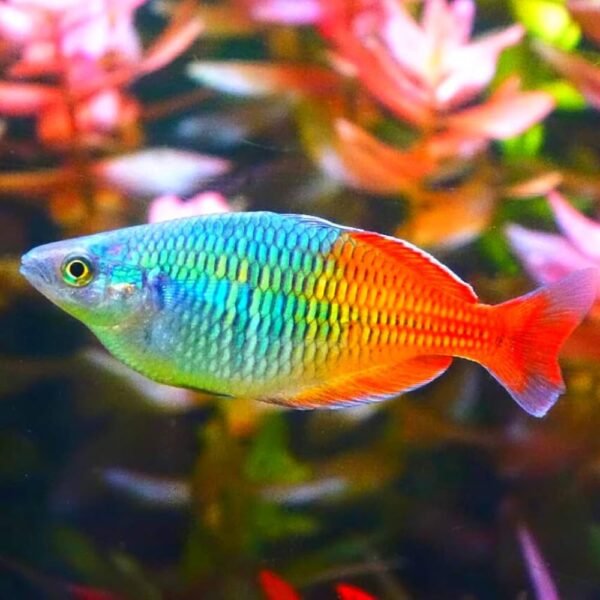 Rainbow Fish