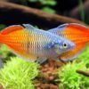 Rainbow Fish - Image 3