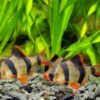 Barbs Fish - Image 6