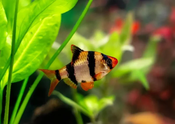 Barbs Fish