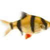 Barbs Fish - Image 4