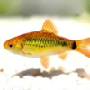 Barbs Fish - Image 3