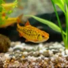 Barbs Fish - Image 5