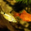 Barbs Fish - Image 2