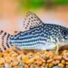 Corydoras Fish - Image 4