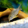 Corydoras Fish - Image 3