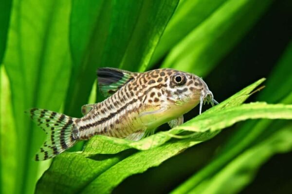 Corydoras Fish