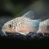 Corydoras Fish - Image 6
