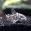 Corydoras Fish - Image 5