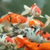 Koi Fish - Image 4