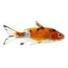 Koi Fish - Image 3