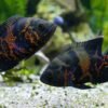 Oscar Fish - Image 5