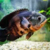 Oscar Fish - Image 4