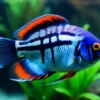 Oscar Fish - Image 2