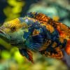 Oscar Fish - Image 3